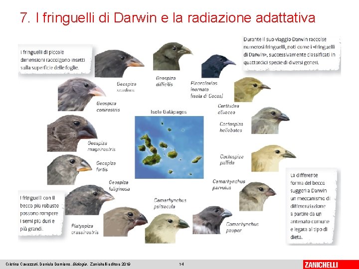 7. I fringuelli di Darwin e la radiazione adattativa Cristina Cavazzuti, Daniela Damiano, Biologia,