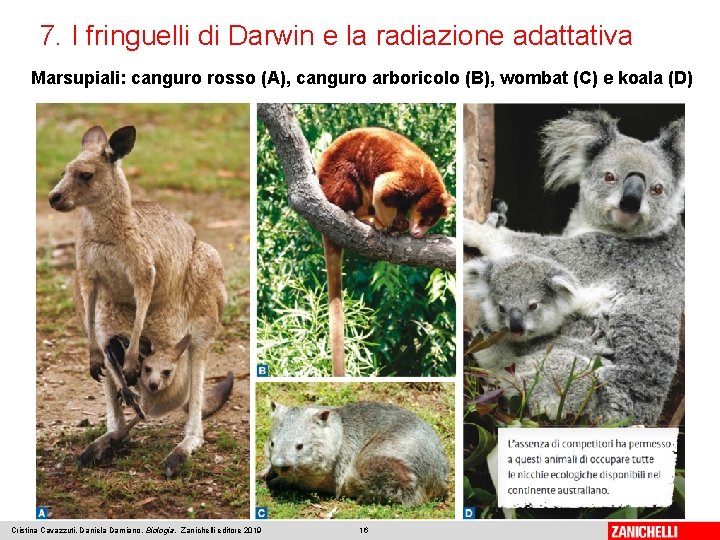 7. I fringuelli di Darwin e la radiazione adattativa Marsupiali: canguro rosso (A), canguro