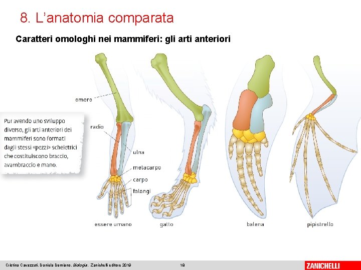 8. L’anatomia comparata Caratteri omologhi nei mammiferi: gli arti anteriori Cristina Cavazzuti, Daniela Damiano,