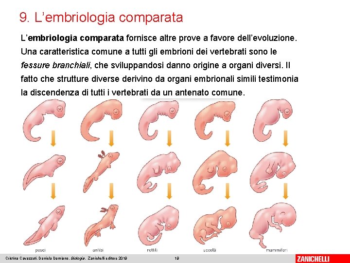 9. L’embriologia comparata fornisce altre prove a favore dell’evoluzione. Una caratteristica comune a tutti