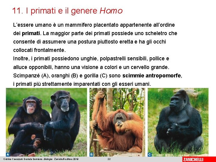 11. I primati e il genere Homo L’essere umano è un mammifero placentato appartenente