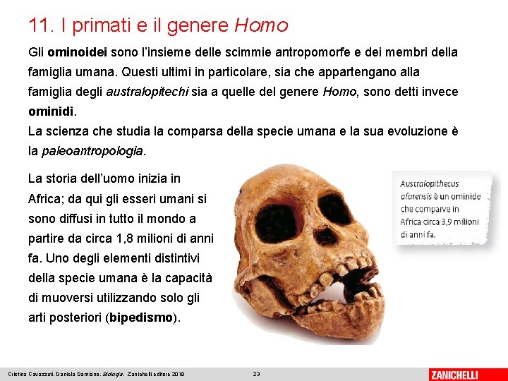 11. I primati e il genere Homo Gli ominoidei sono l’insieme delle scimmie antropomorfe