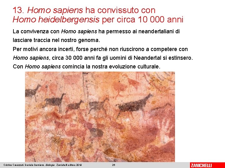 13. Homo sapiens ha convissuto con Homo heidelbergensis per circa 10 000 anni La