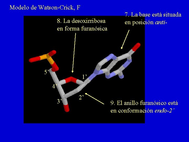 Modelo de Watson-Crick, F 8. La desoxirribosa en forma furanósica 5’ 7. La base