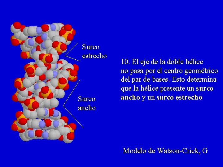 Surco estrecho Surco ancho 10. El eje de la doble hélice no pasa por