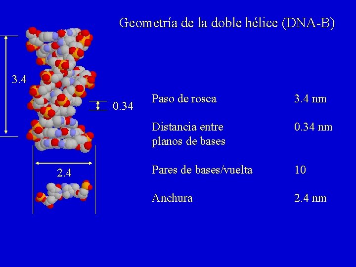 Geometría de la doble hélice (DNA-B) 3. 4 0. 34 2. 4 Paso de