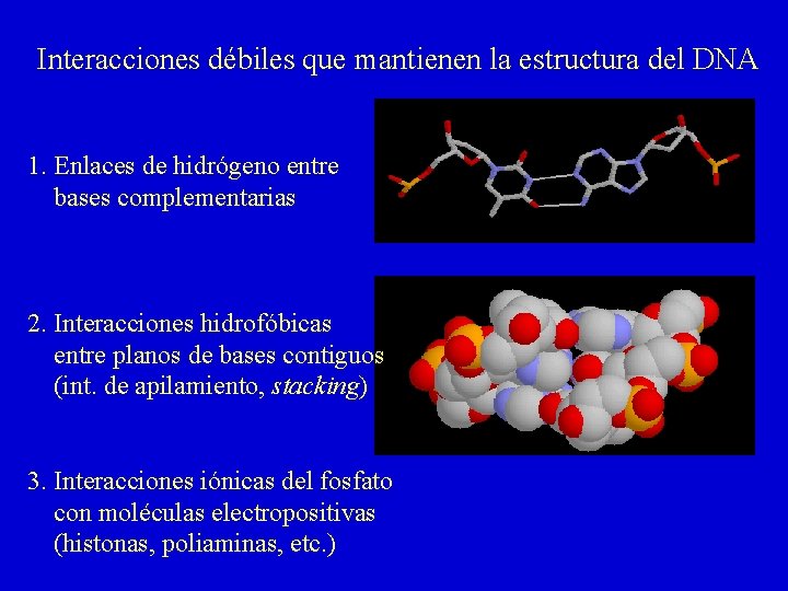 Interacciones débiles que mantienen la estructura del DNA 1. Enlaces de hidrógeno entre bases