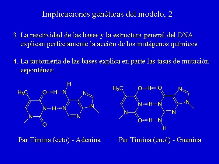 Implicaciones genéticas del modelo, 2 3. La reactividad de las bases y la estructura