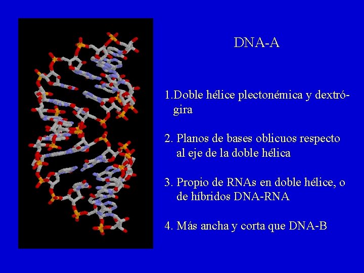 DNA-A 1. Doble hélice plectonémica y dextrógira 2. Planos de bases oblicuos respecto al