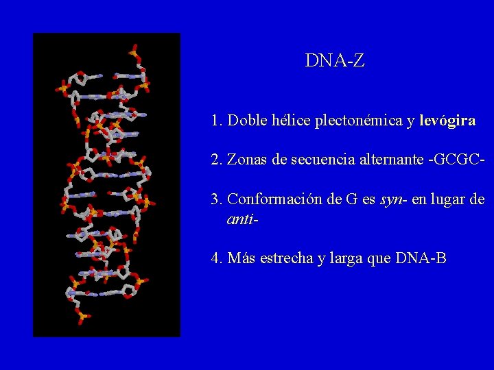 DNA-Z 1. Doble hélice plectonémica y levógira 2. Zonas de secuencia alternante -GCGC 3.