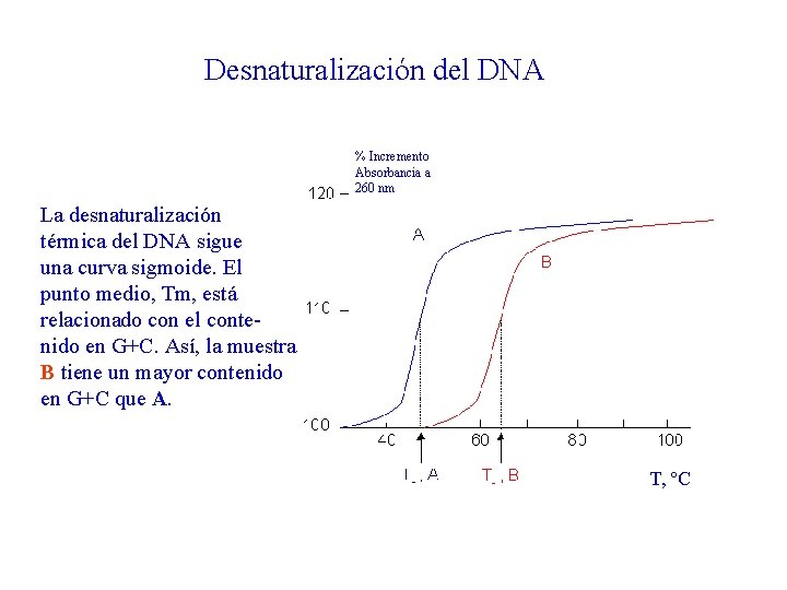 Desnaturalización del DNA % Incremento Absorbancia a 260 nm La desnaturalización térmica del DNA