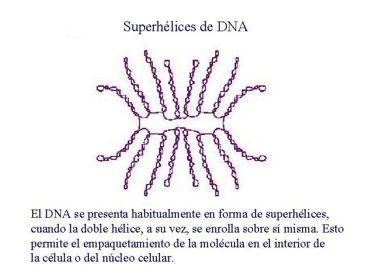 Superhélices de DNA El DNA se presenta habitualmente en forma de superhélices, cuando la