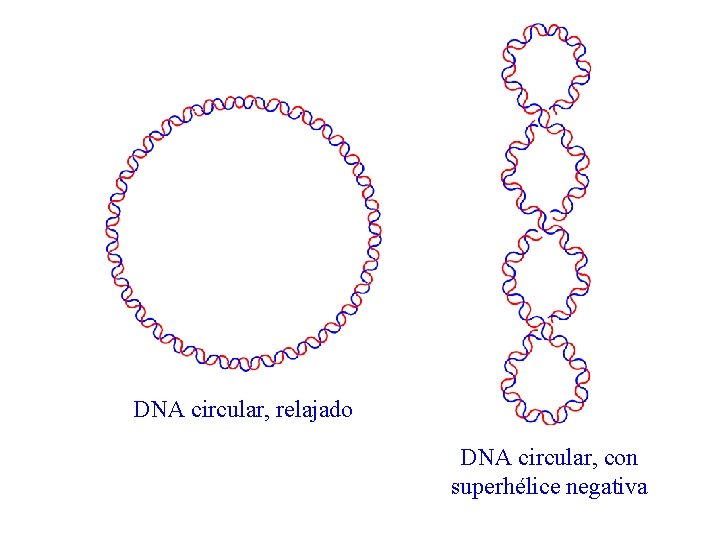 DNA circular, relajado DNA circular, con superhélice negativa 