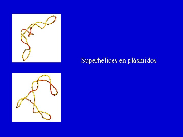 Superhélices en plásmidos 