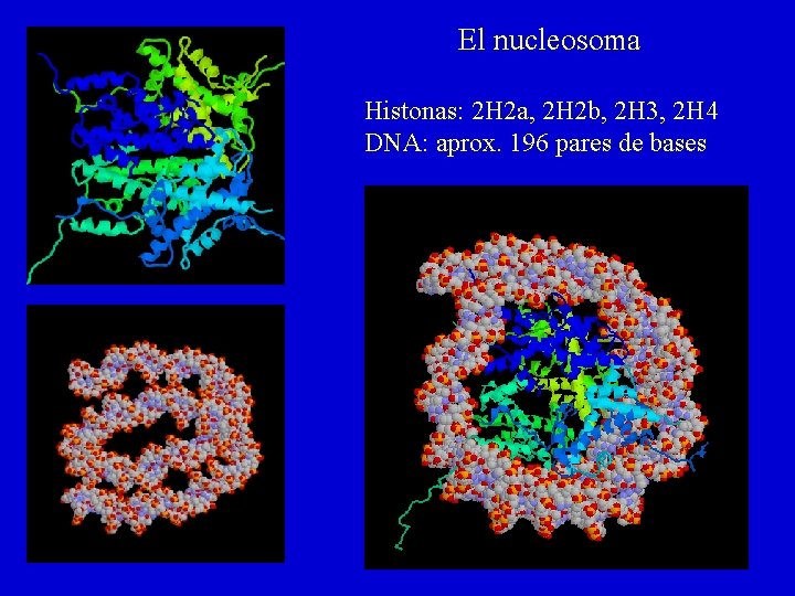 El nucleosoma Histonas: 2 H 2 a, 2 H 2 b, 2 H 3,