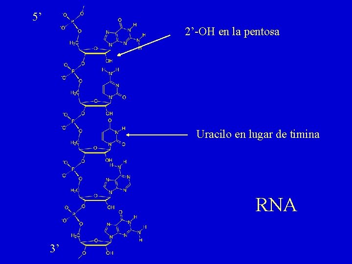 5’ 2’-OH en la pentosa Uracilo en lugar de timina RNA 3’ 