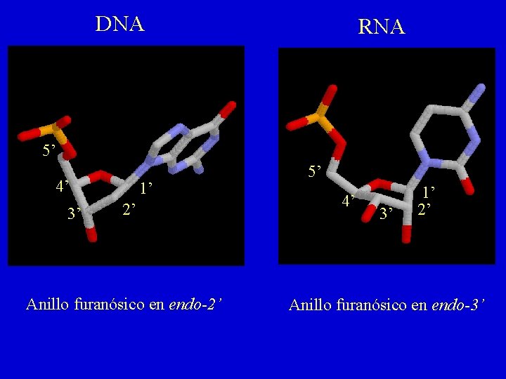 DNA RNA 5’ 4’ 3’ 1’ 2’ Anillo furanósico en endo-2’ 5’ 4’ 3’