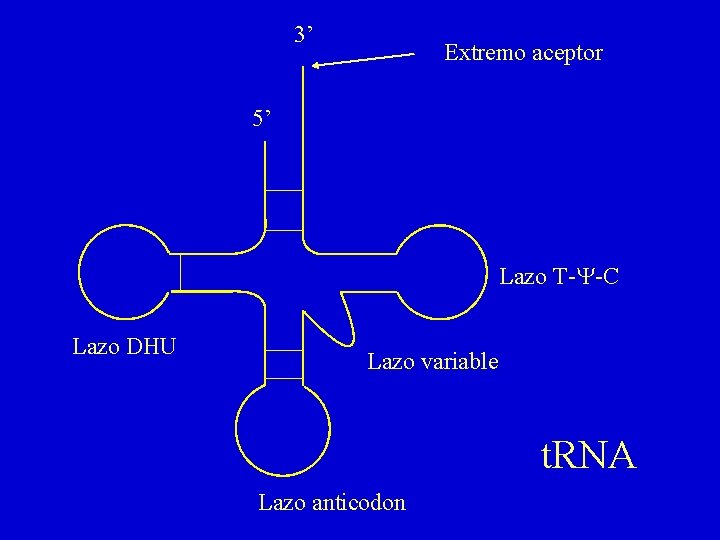 3’ Extremo aceptor 5’ Lazo T-Y-C Lazo DHU Lazo variable t. RNA Lazo anticodon