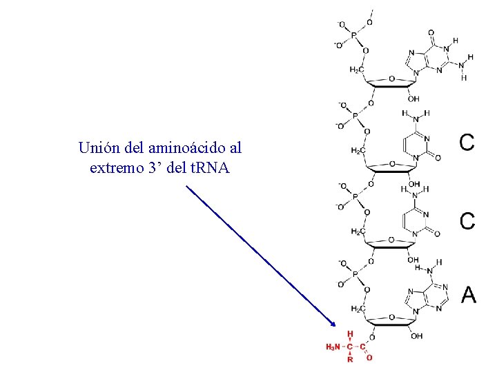 Unión del aminoácido al extremo 3’ del t. RNA 