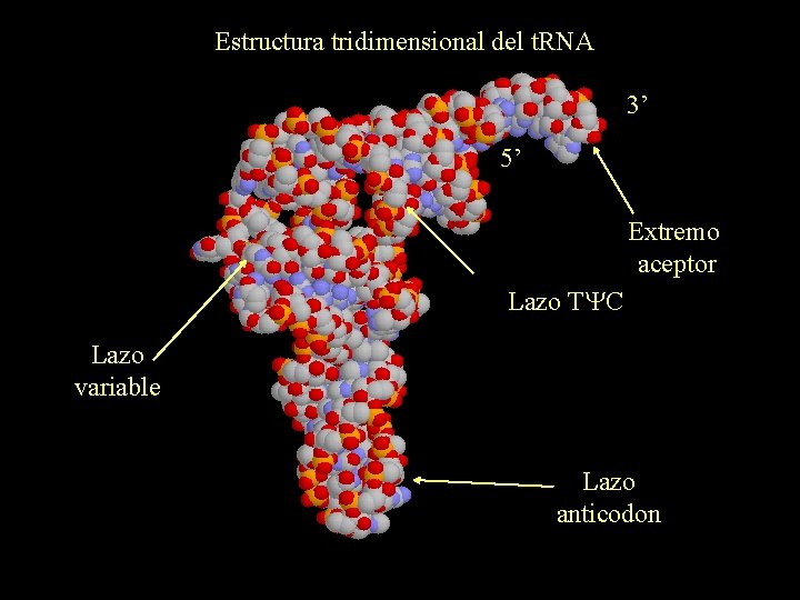 Estructura tridimensional del t. RNA 3’ 5’ Extremo aceptor Lazo TYC Lazo variable Lazo