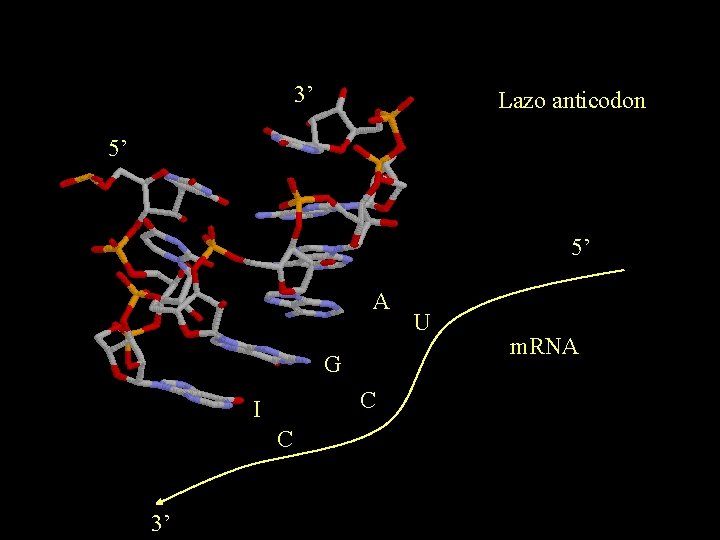 3’ Lazo anticodon 5’ 5’ A G C I C 3’ U m. RNA