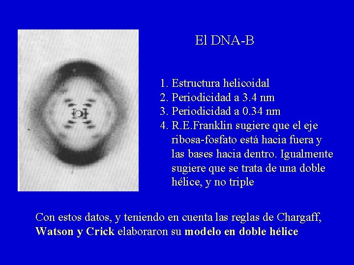 El DNA-B 1. Estructura helicoidal 2. Periodicidad a 3. 4 nm 3. Periodicidad a