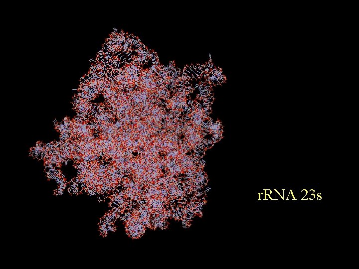 r. RNA 23 s 