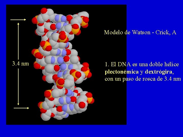 Modelo de Watson - Crick, A 3. 4 nm 1. El DNA es una