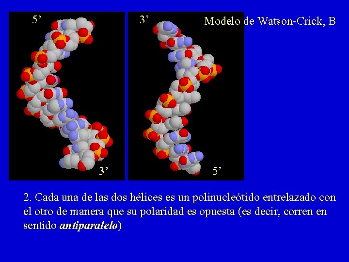 5’ 3’ 3’ Modelo de Watson-Crick, B 5’ 2. Cada una de las dos