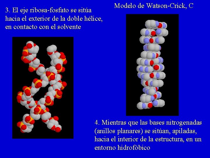 3. El eje ribosa-fosfato se sitúa hacia el exterior de la doble hélice, en