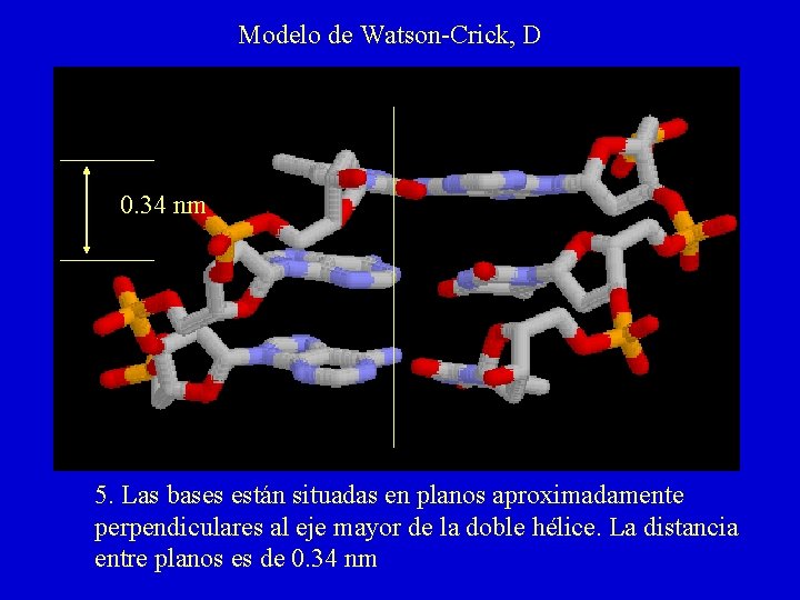 Modelo de Watson-Crick, D 0. 34 nm 5. Las bases están situadas en planos