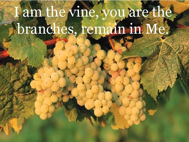 I am the vine, you are the branches, remain in Me. 