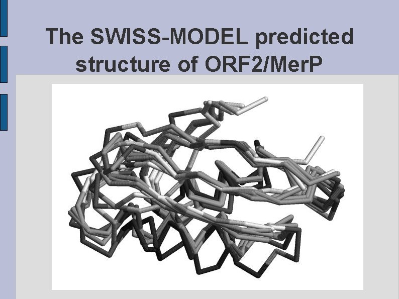 The SWISS-MODEL predicted structure of ORF 2/Mer. P fig. ORF 2 MERP. eps 