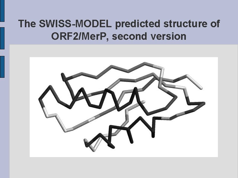 The SWISS-MODEL predicted structure of ORF 2/Mer. P, second version fig. ORF 2 MERP