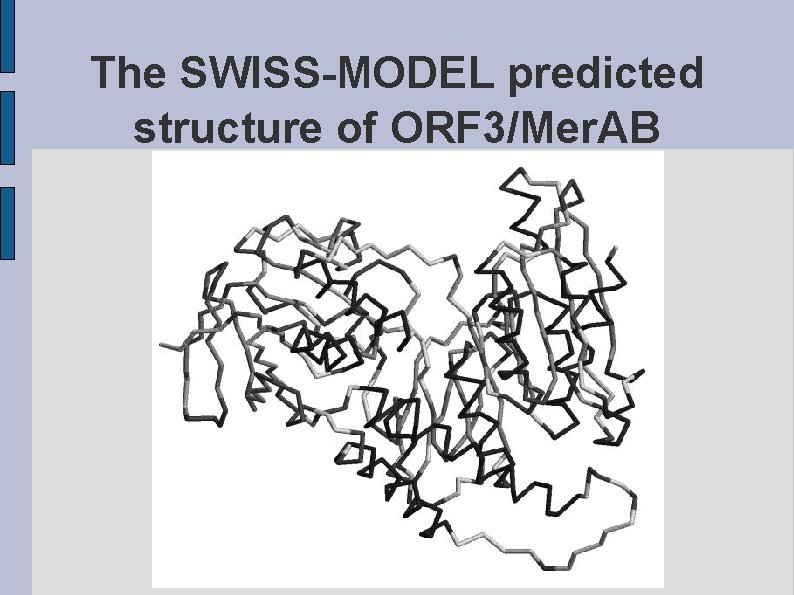The SWISS-MODEL predicted structure of ORF 3/Mer. AB fig. ORF 3 MERAB. eps 