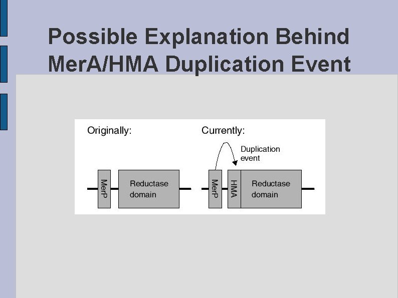 Possible Explanation Behind Mer. A/HMA Duplication Event fig. POSSIBLE. eps 