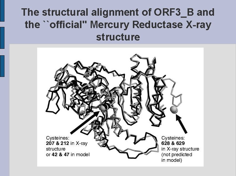 The structural alignment of ORF 3_B and the ``official'' Mercury Reductase X-ray structure fig.