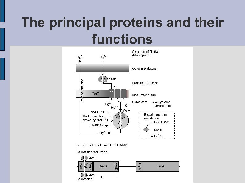 The principal proteins and their functions fig. PRINCIPLE. eps 