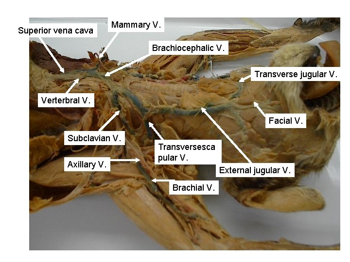 Superior vena cava Mammary V. Brachiocephalic V. Transverse jugular V. Verterbral V. Facial V.