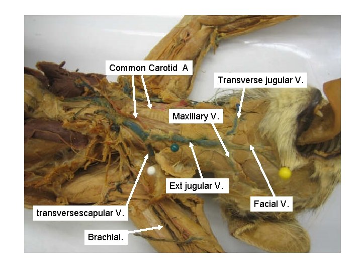 Common Carotid A Transverse jugular V. Maxillary V. Ext jugular V. transversescapular V. Brachial.