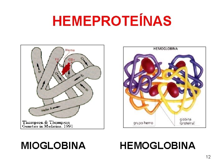 HEMEPROTEÍNAS MIOGLOBINA HEMOGLOBINA 12 