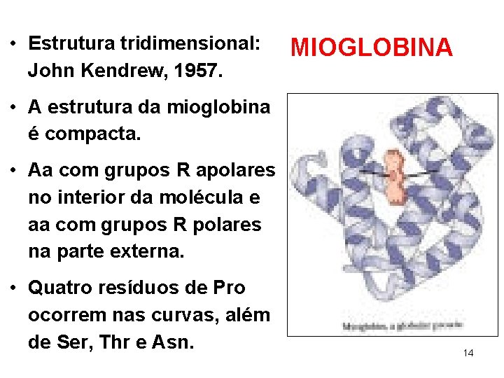  • Estrutura tridimensional: John Kendrew, 1957. MIOGLOBINA • A estrutura da mioglobina é