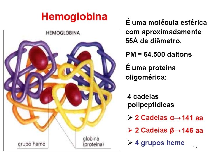 Hemoglobina É uma molécula esférica com aproximadamente 55Å de diâmetro. PM = 64. 500