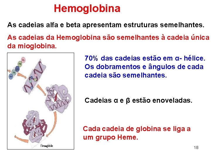 Hemoglobina As cadeias alfa e beta apresentam estruturas semelhantes. As cadeias da Hemoglobina são