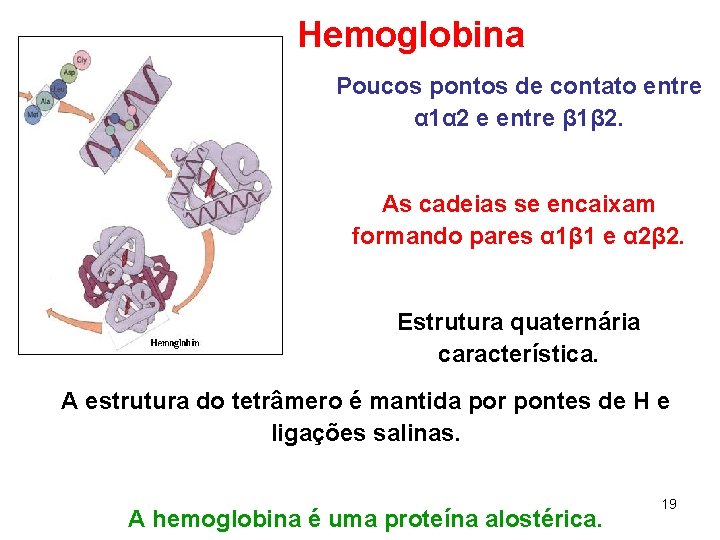 Hemoglobina Poucos pontos de contato entre α 1α 2 e entre β 1β 2.