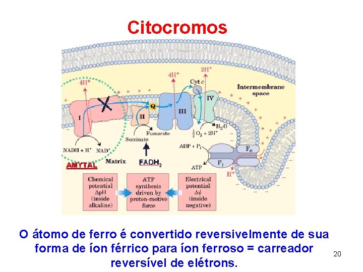 Citocromos O átomo de ferro é convertido reversivelmente de sua forma de íon férrico