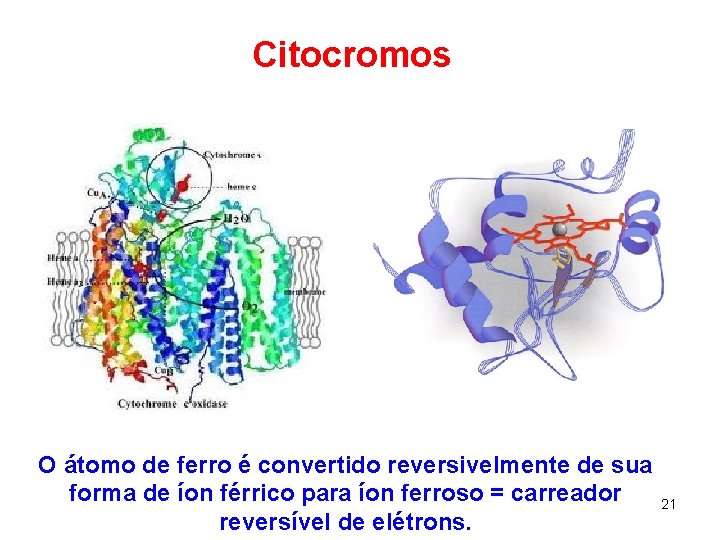 Citocromos O átomo de ferro é convertido reversivelmente de sua forma de íon férrico