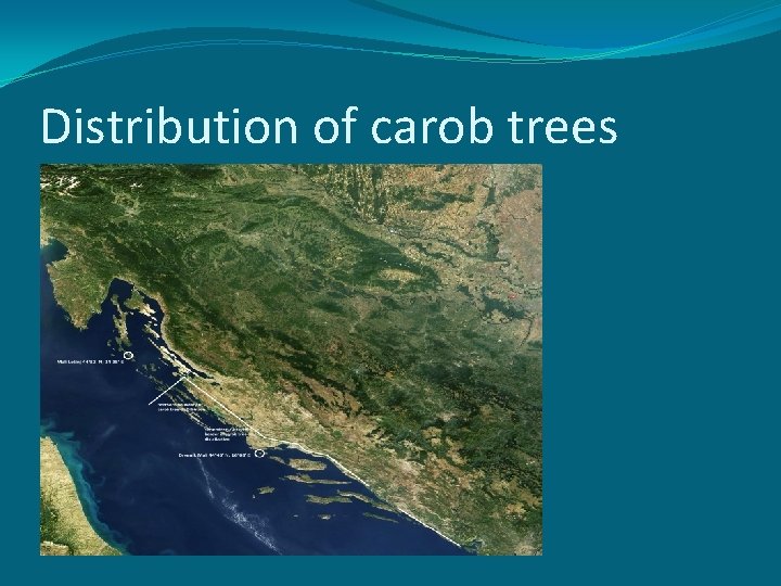 Distribution of carob trees 