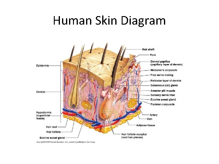 Human Skin Diagram 