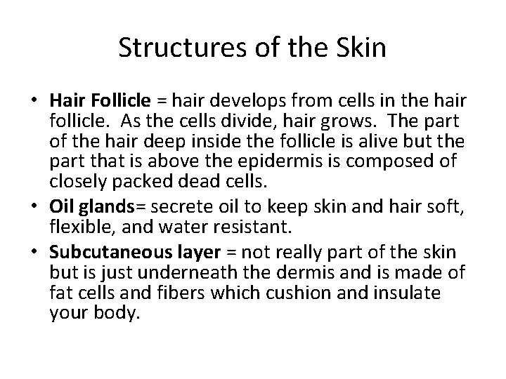 Structures of the Skin • Hair Follicle = hair develops from cells in the